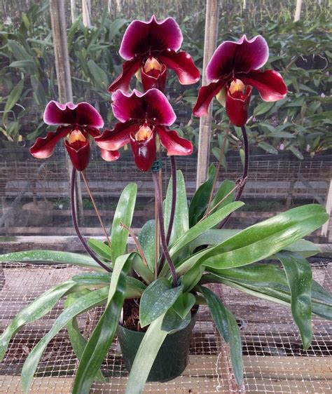 Hausermann orchids - Feb 28, 2020 · Orchids by Hausermann. Orchids by Hausermann. 2N134 Addison Rd, Addison, IL. LOCATED IN THE HEART OF AMERICA near Chicago is the complex of the Hausermann-owned ... 